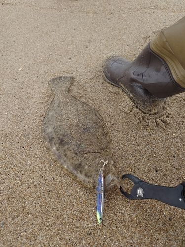 ヒラメの釣果