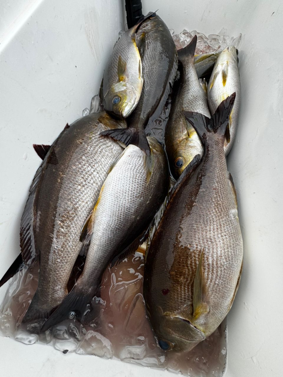 清和丸さんの釣果 3枚目の画像