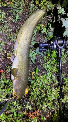 マナマズの釣果