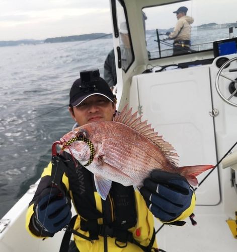 マダイの釣果