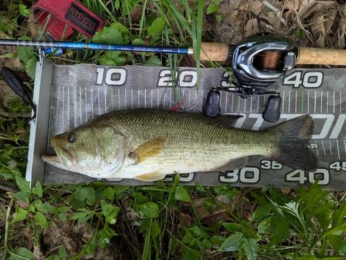 ラージマウスバスの釣果