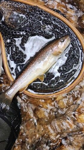 イワナの釣果