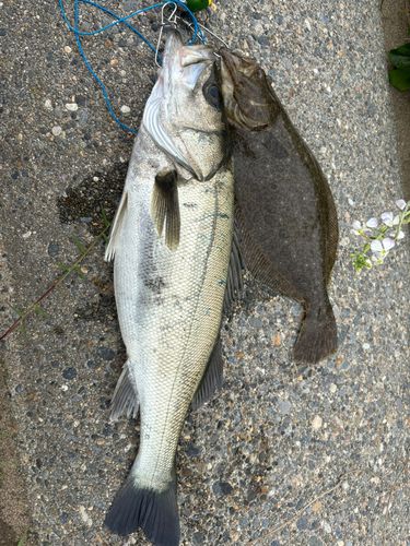 ヒラメの釣果
