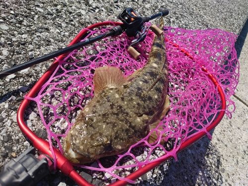 マゴチの釣果