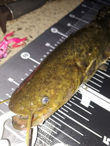 ナマズの釣果