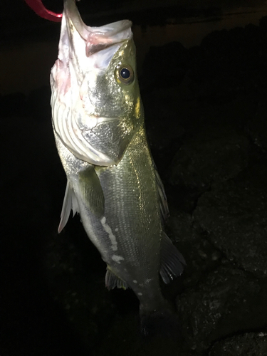 フッコ（マルスズキ）の釣果