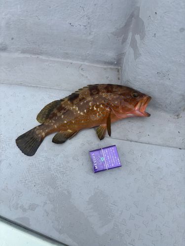 キジハタの釣果