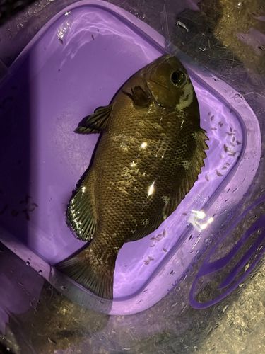 メジナの釣果