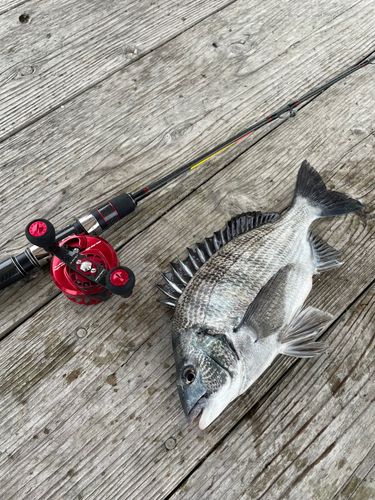 チヌの釣果
