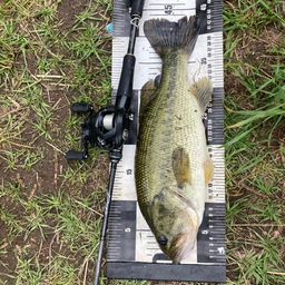 ラージマウスバス