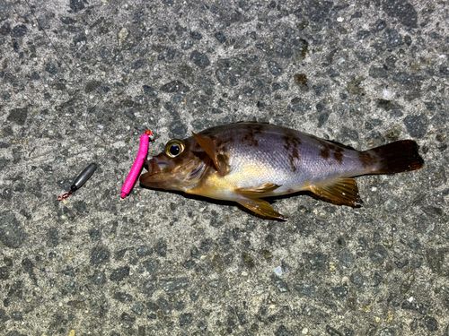 メバルの釣果
