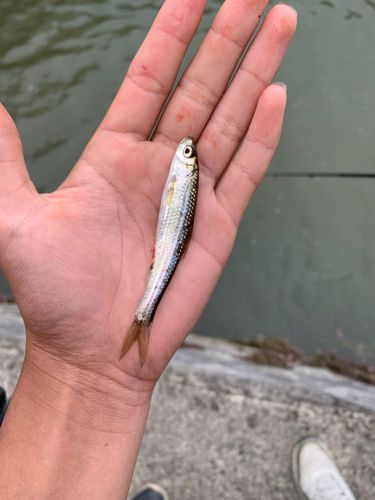 タモロコの釣果