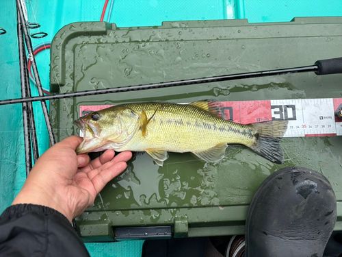 ラージマウスバスの釣果