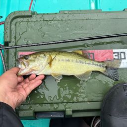 ラージマウスバス