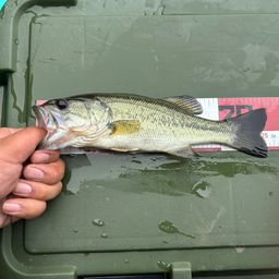 ラージマウスバス