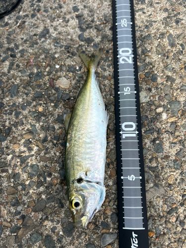 釣果