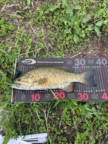 スモールマウスバスの釣果