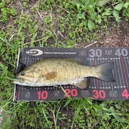 スモールマウスバス