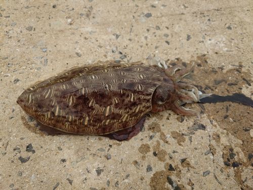 コウイカの釣果