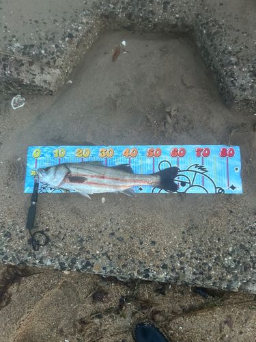 シタビラメの釣果
