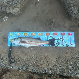 シタビラメ