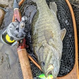 スモールマウスバス