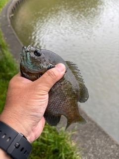 ブルーギルの釣果