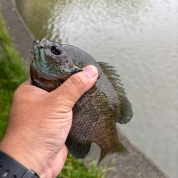 ブルーギル