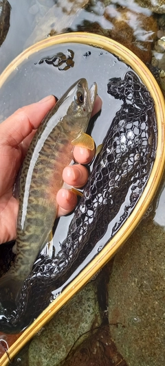 カワサバの釣果