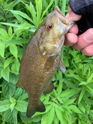 スモールマウスバスの釣果