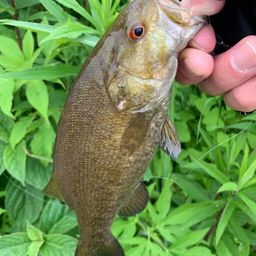 スモールマウスバス