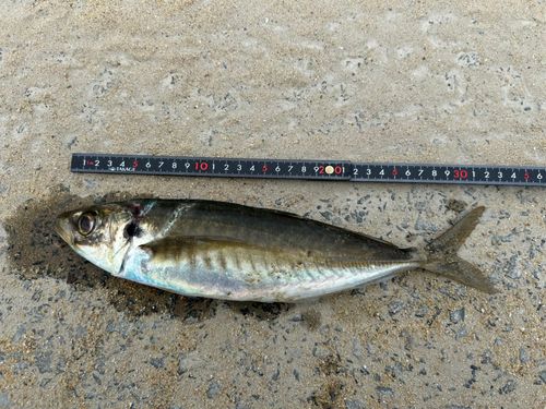 マルアジの釣果