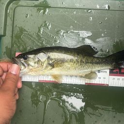 ラージマウスバス