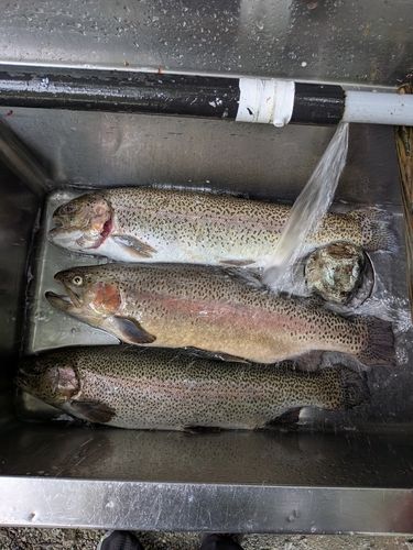レインボートラウトの釣果