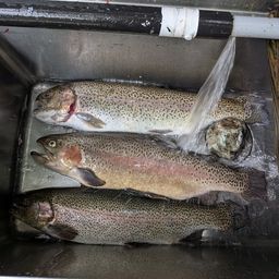 レインボートラウト