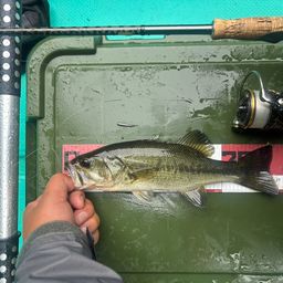 ラージマウスバス