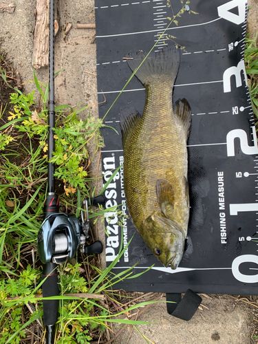 スモールマウスバスの釣果