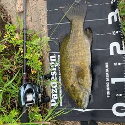 スモールマウスバス