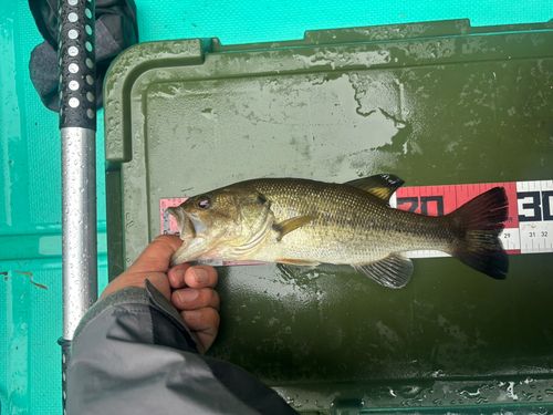 ラージマウスバスの釣果