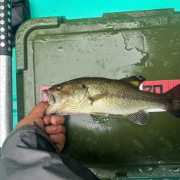 ラージマウスバス