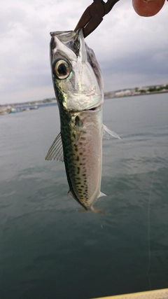 サバの釣果