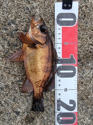 メバルの釣果