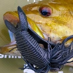 スモールマウスバス