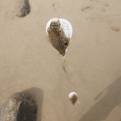 ナマズの釣果