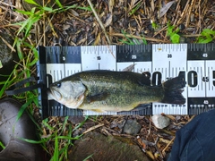 ラージマウスバスの釣果