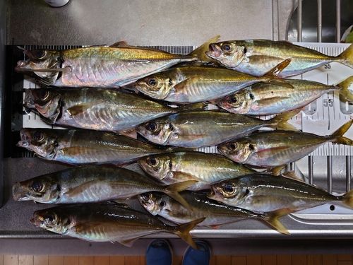 アジの釣果