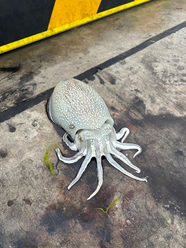 イカの釣果