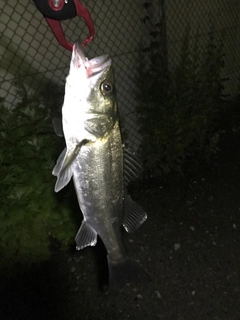 フッコ（マルスズキ）の釣果