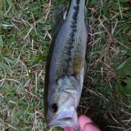 ラージマウスバス