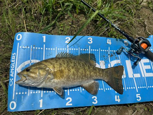 スモールマウスバスの釣果
